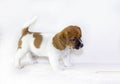 ÃÂ Cute puppy male Jack Russell Terrier plays with a rope on a white background. Horizontal format